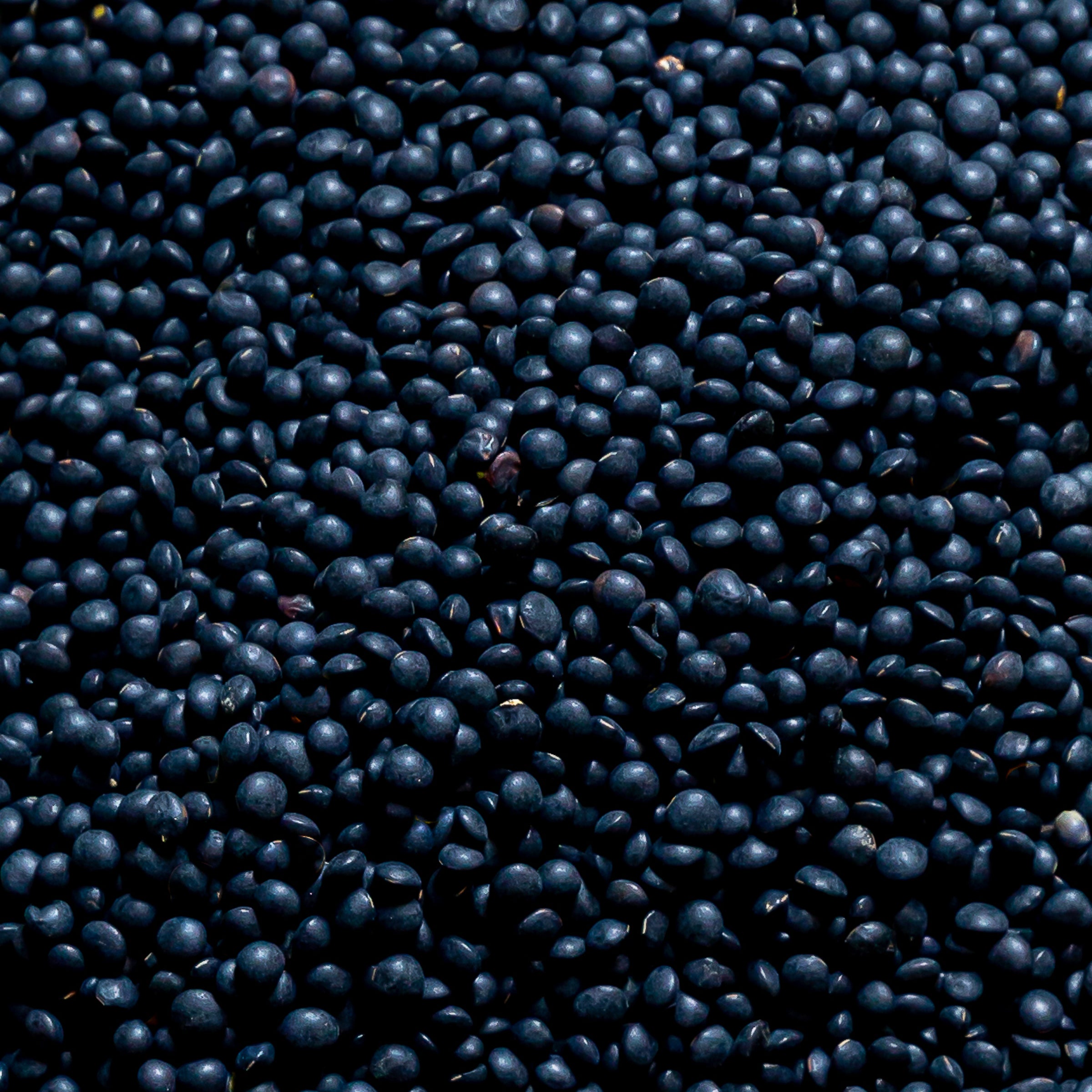 Lentille noire beluga de Beauce - 1kg