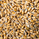 Grand Épeautre De Beauce - 1Kg